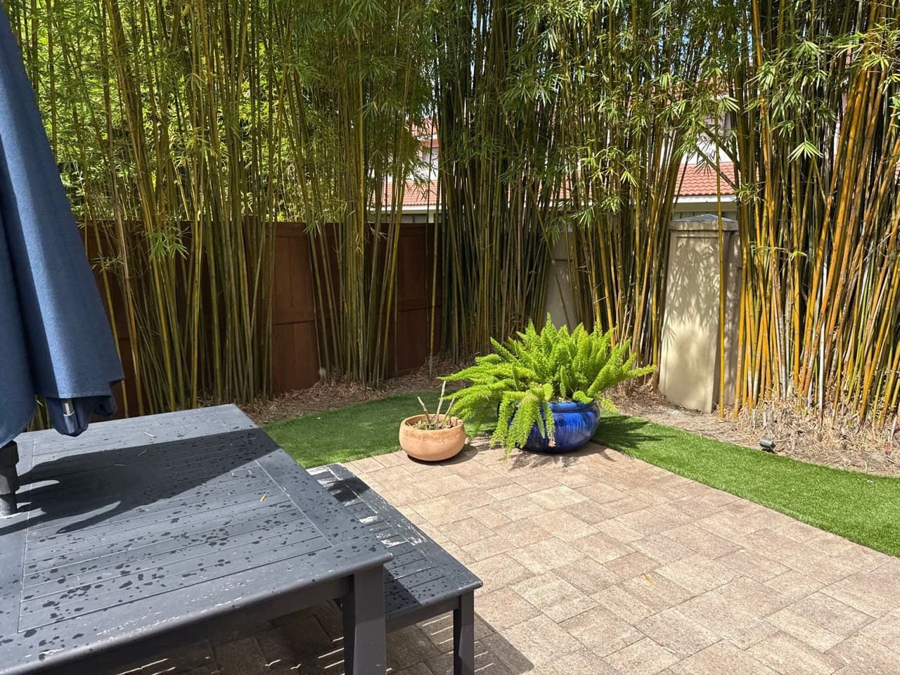 Bamboo privacy screen at a Central Florida residential property — Firsthand Lawn and Landscape