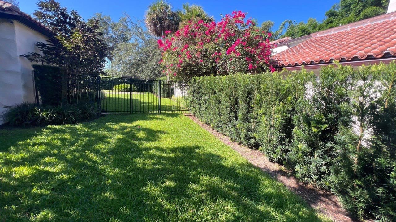 Privacy hedge with bougainvillea bloom and iron fence in Central Florida — Firsthand Lawn and Landscape
