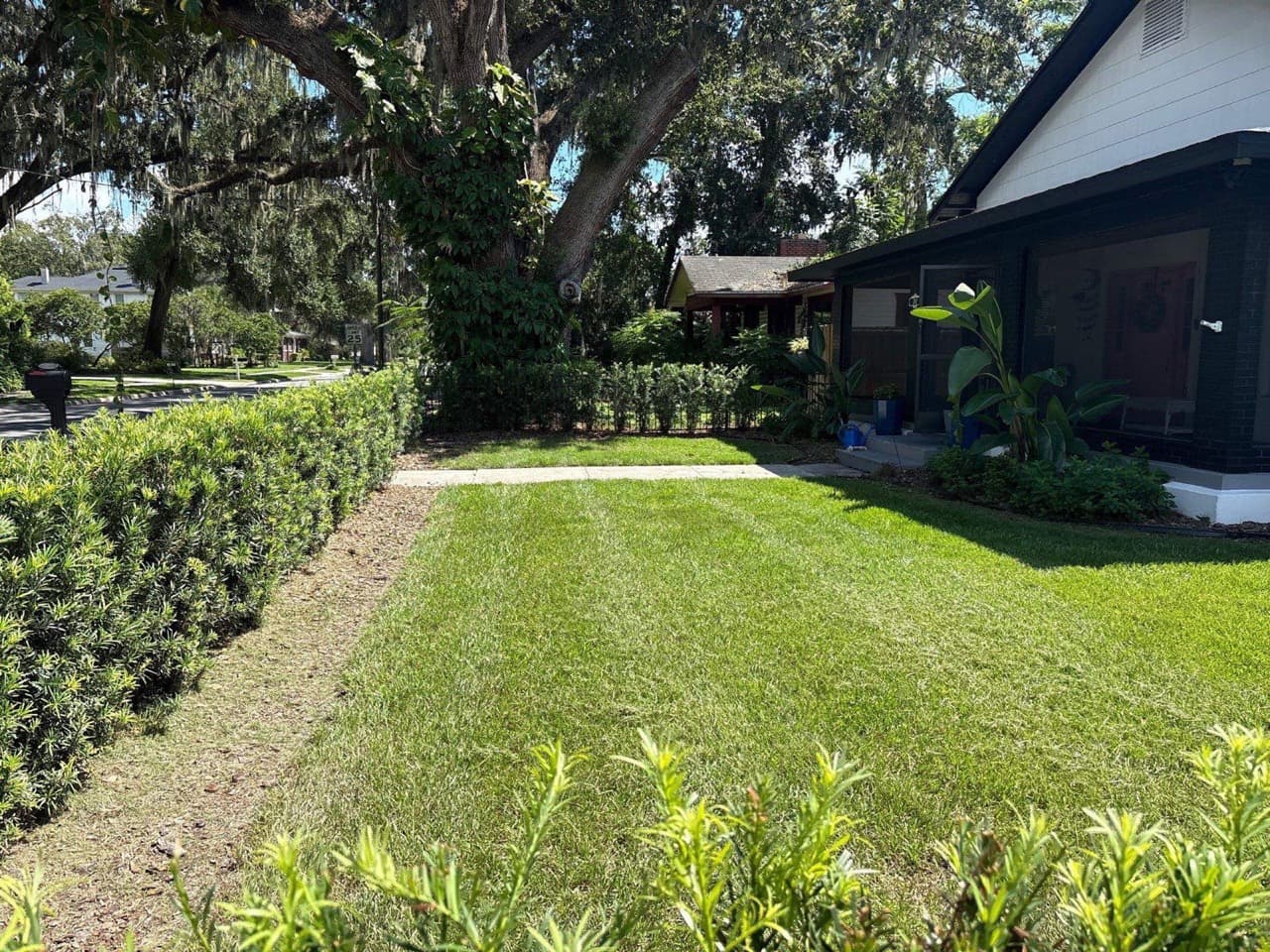 Fresh mowing stripes under mature oak canopy in Central Florida — Firsthand Lawn and Landscape