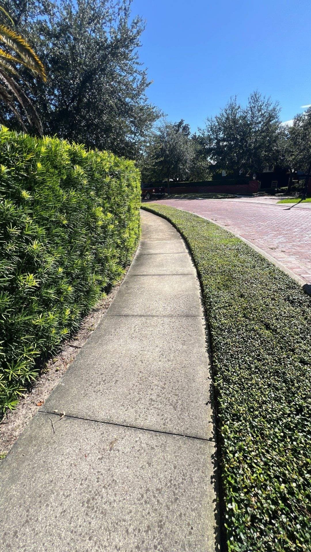 Manicured podocarpus hedges flanking a curving residential sidewalk in Central Florida — Firsthand Lawn and Landscape